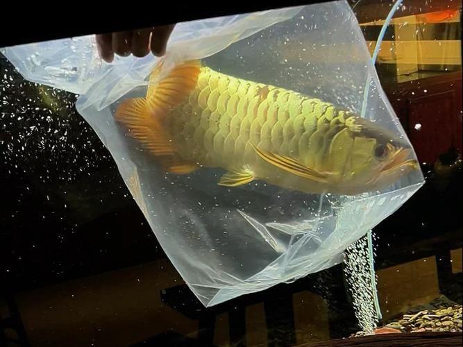 給我一些龍魚炮彈頭的圖片，龍魚炮彈頭的價格是多少，如何區分龍魚的炮彈頭和湯匙頭？