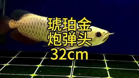 給我一些龍魚炮彈頭的圖片，龍魚炮彈頭的價格是多少，如何區分龍魚的炮彈頭和湯匙頭？