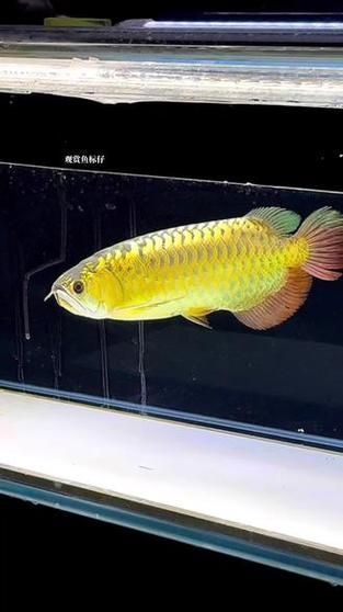 給我一些龍魚炮彈頭的圖片，龍魚炮彈頭的價格是多少，如何區分龍魚的炮彈頭和湯匙頭？