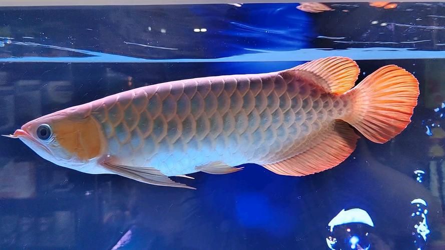 觀賞魚圖片，觀賞魚圖片展示一系列精選的觀賞魚圖片，如何挑選適合初學(xué)者的觀賞魚