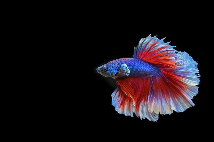 觀賞魚圖片，觀賞魚圖片展示一系列精選的觀賞魚圖片，如何挑選適合初學(xué)者的觀賞魚