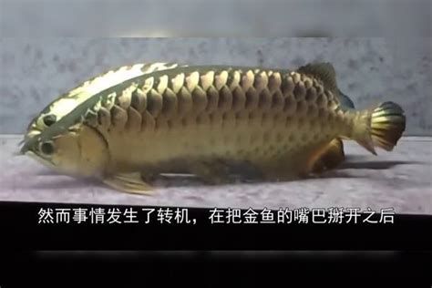 金龍魚張嘴呼吸正常嗎？，金龍魚張嘴呼吸正常嗎