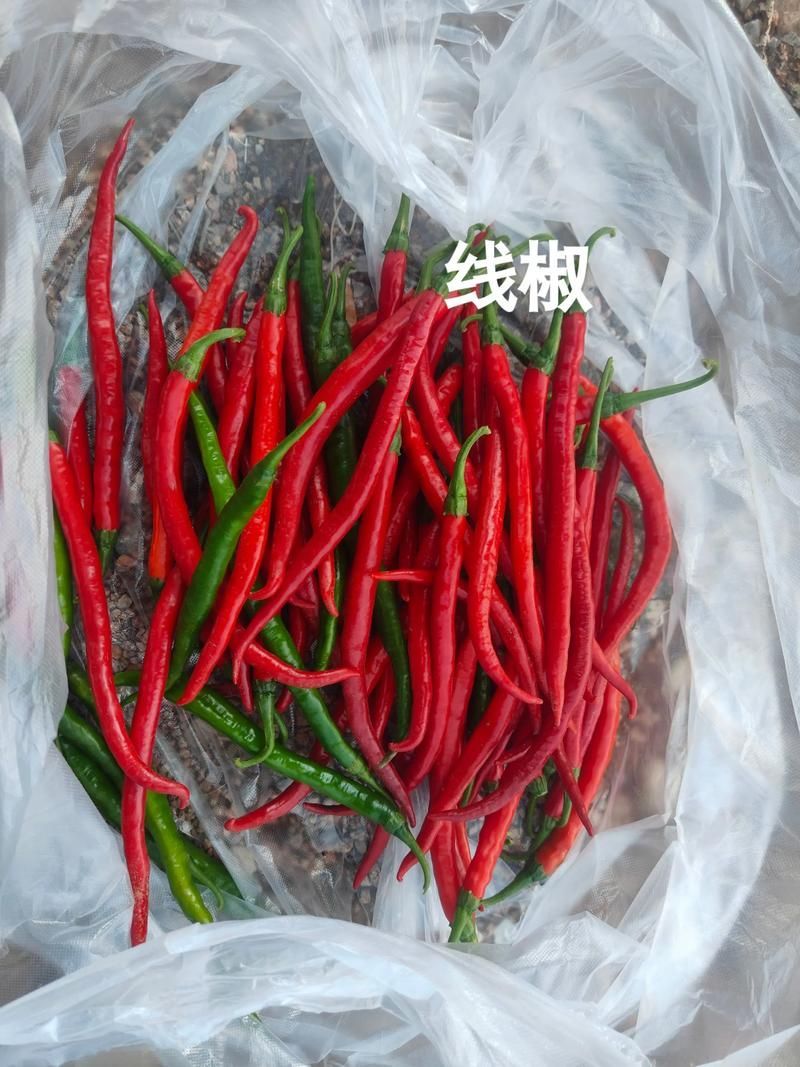哪種龍魚最有收藏價值，哪種龍魚最值得收藏