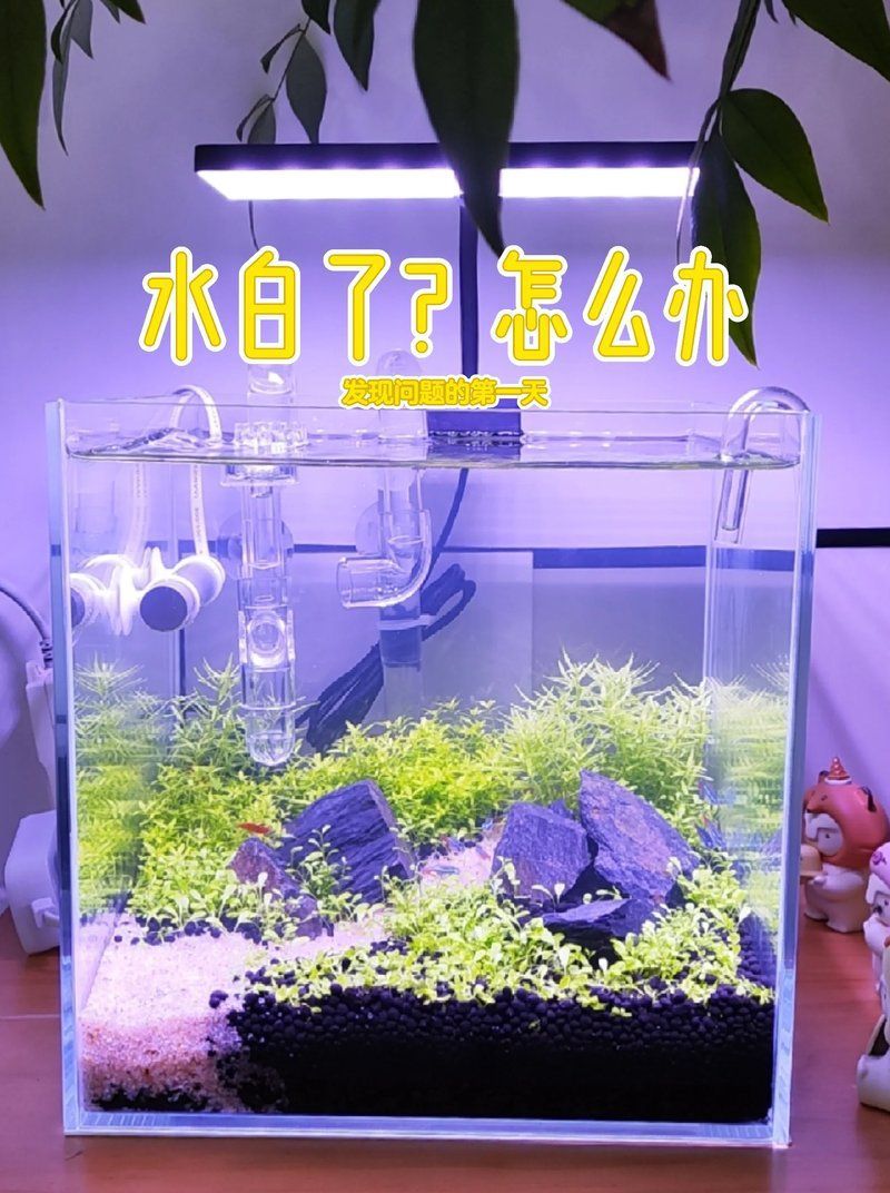魚缸水發白時應該換多少水？，魚缸水發白時應該換多少水，