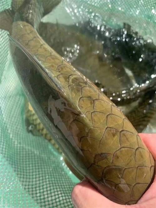 給我介紹一下石阡龍魚的品牌背景，石阡龍魚品牌背景