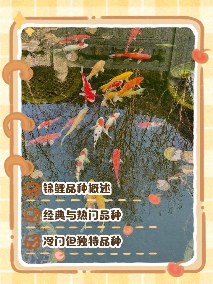 如何區(qū)分錦鯉的品種，如何區(qū)分錦鯉的品種，如何準(zhǔn)確區(qū)分錦鯉的品種
