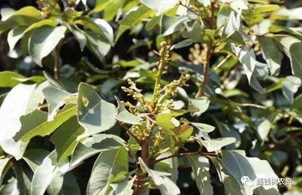 龍眼起白霧最怕三個(gè)東西，龍眼起白霧最怕三個(gè)主要原因與管理因素綜合判斷信息
