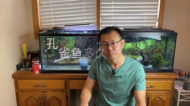 給我一些孔雀魚的飼養技巧，孔雀魚的飼養技巧