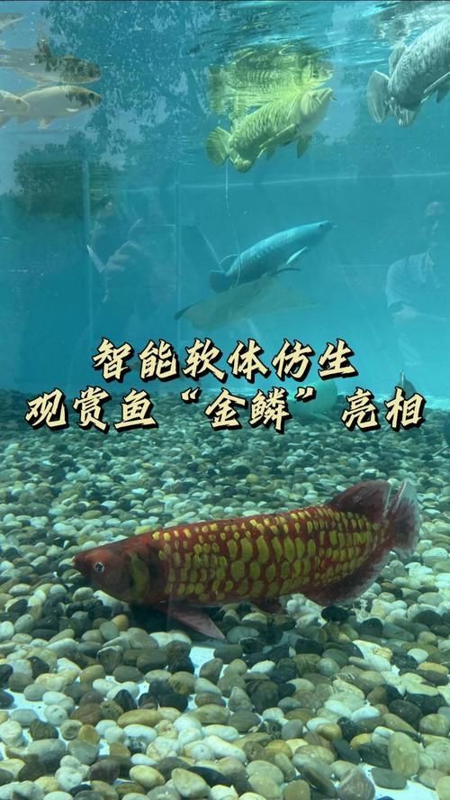 如何辨別真假高價觀賞魚