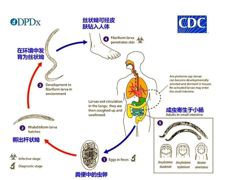 鹽浴療法對哪些寄生蟲最有效，arxiv論文助手可輔助鹽浴療法對哪些寄生蟲最有效