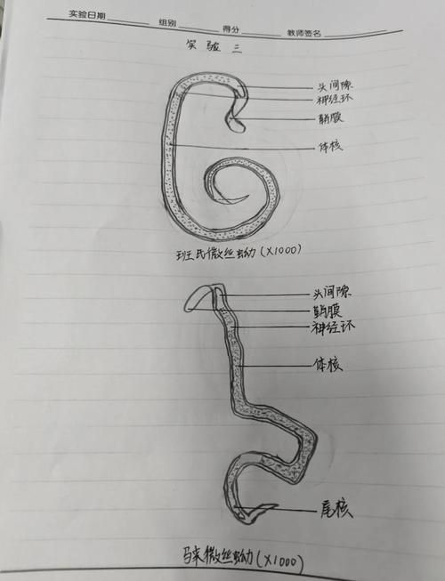 鹽浴療法對哪些寄生蟲最有效，arxiv論文助手可輔助鹽浴療法對哪些寄生蟲最有效
