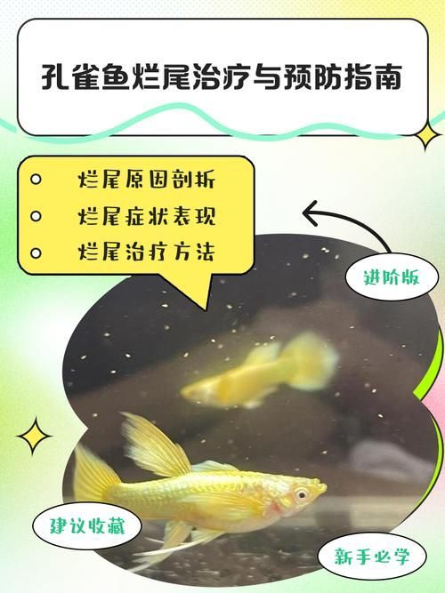 如何預防魚類爛尾病的發生，arxiv論文助手預防魚類爛尾病系統性綜合指南
