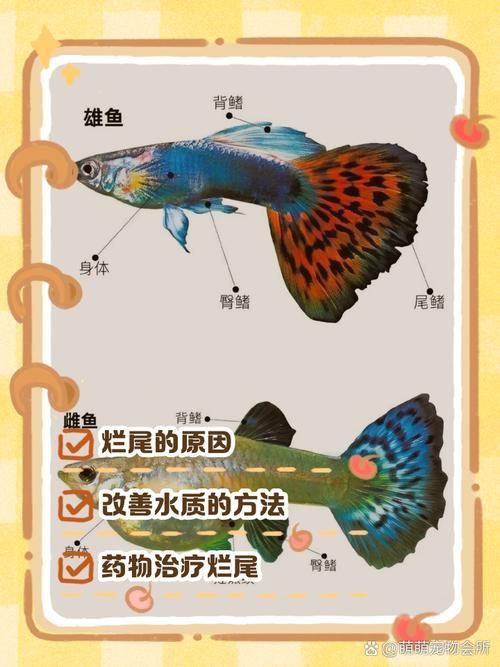 如何預防魚類爛尾病的發生，arxiv論文助手預防魚類爛尾病系統性綜合指南