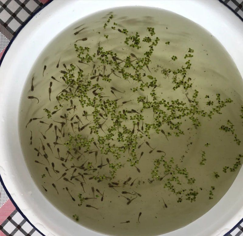 25天的小孔雀魚吃什么，-觀察小孔雀魚吃什么，25天小孔雀魚吃什么
