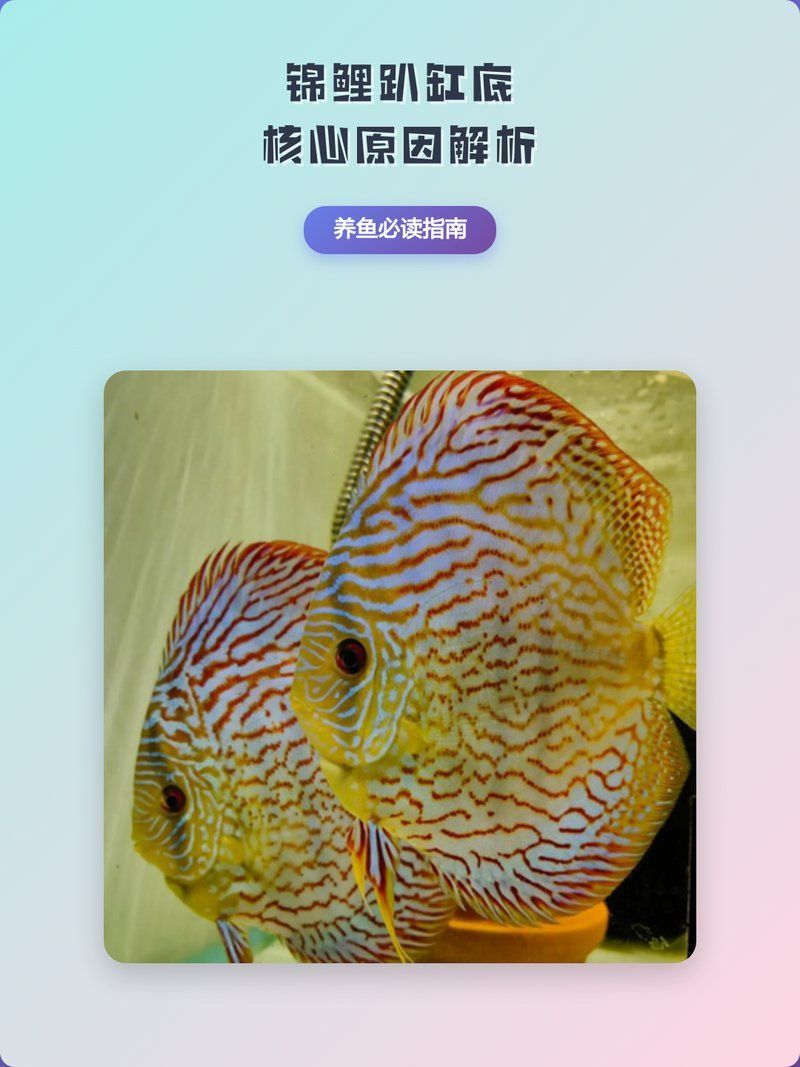 錦鯉趴缸底會有什么癥狀