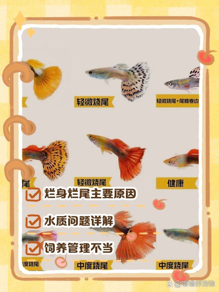 如何預防魚破皮，預防魚破皮的方法