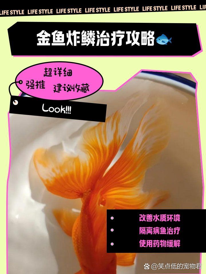 金魚大肚子炸鱗怎么治
