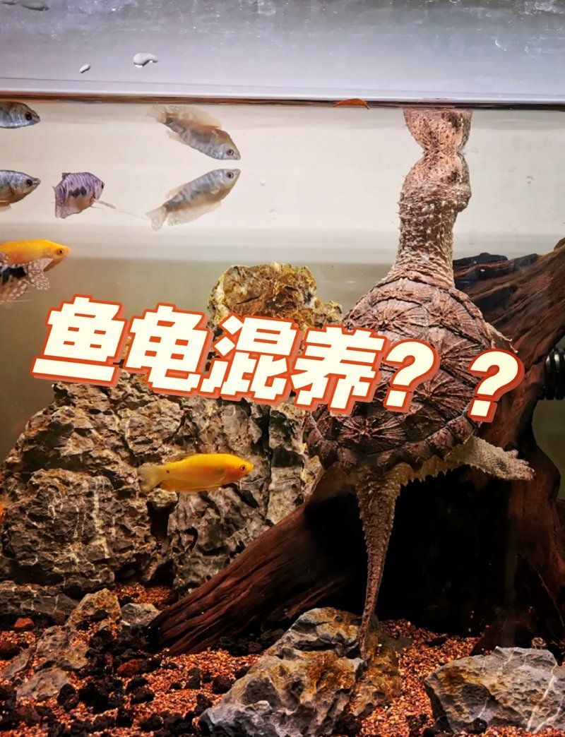 有哪些動物混養組合是成功的，動物混養成功的關鍵