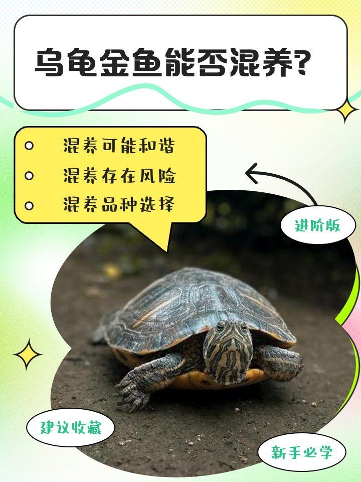 有哪些動物混養組合是成功的，動物混養成功的關鍵