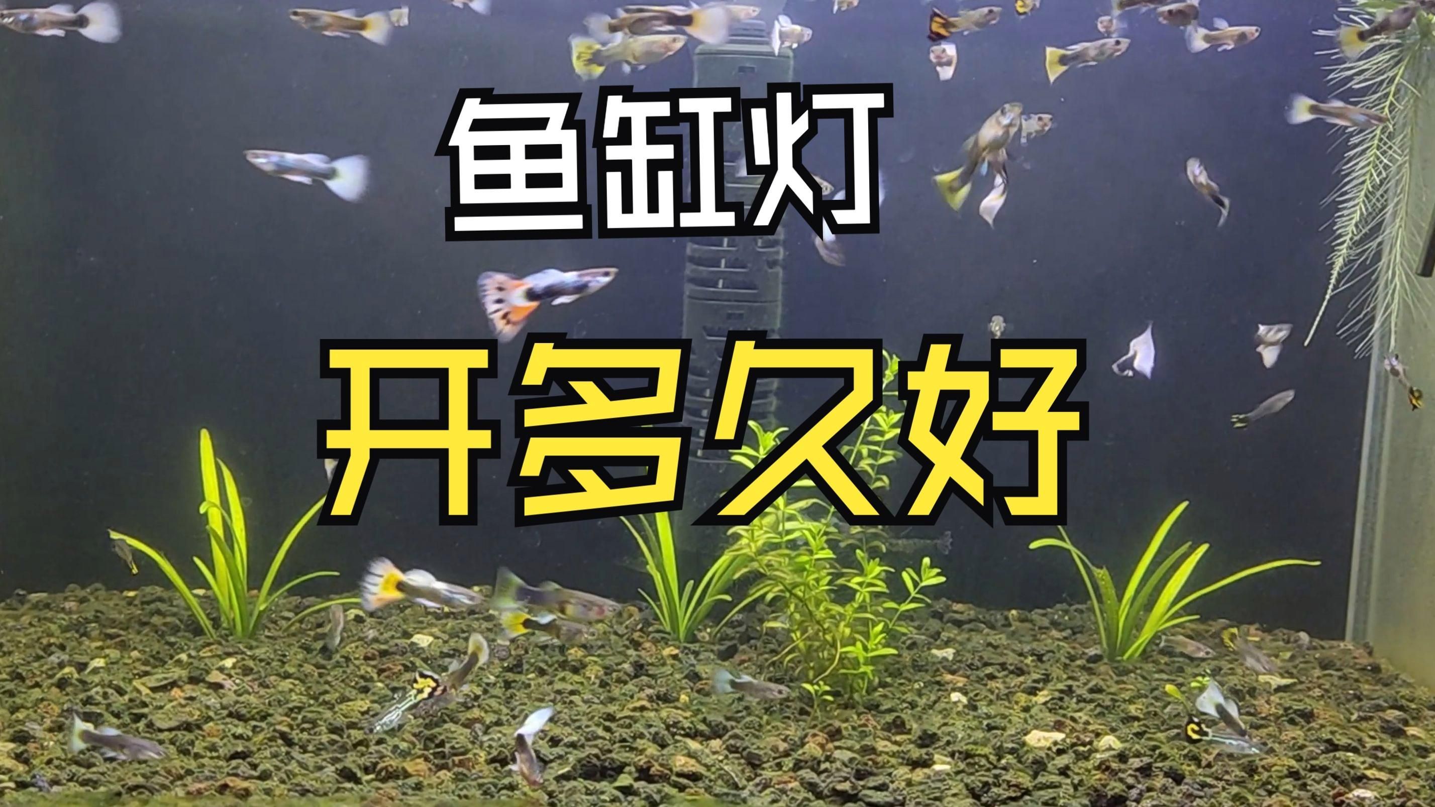 魚缸開燈時(shí)間多久合適，魚缸開燈時(shí)間多久合適魚缸燈每天8-10小時(shí)