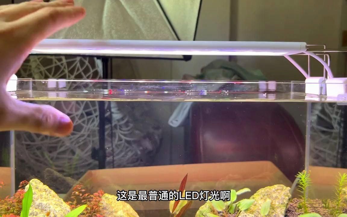 魚缸開燈時(shí)間多久合適，魚缸開燈時(shí)間多久合適魚缸燈每天8-10小時(shí)