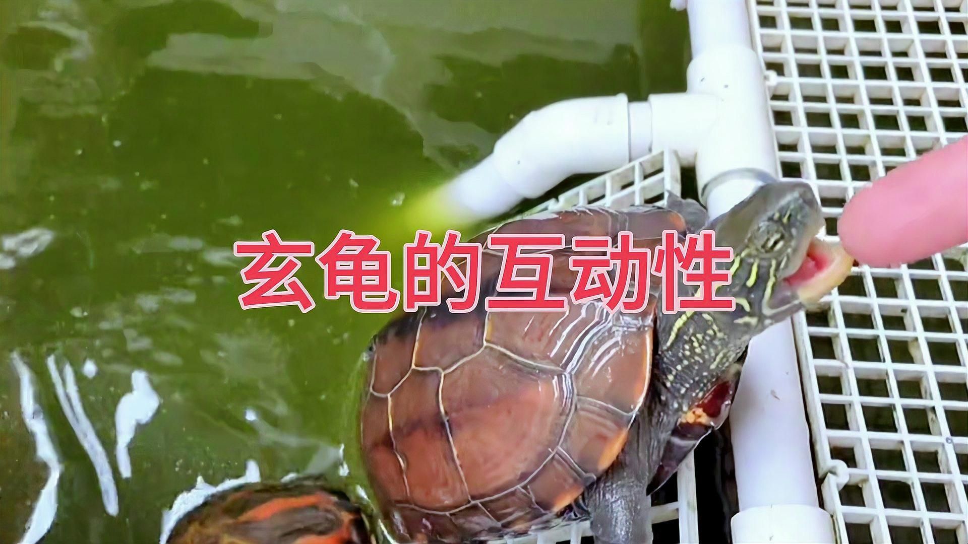 龍魚和烏龜哪個更有趣，龍魚和烏龜哪個更有趣，