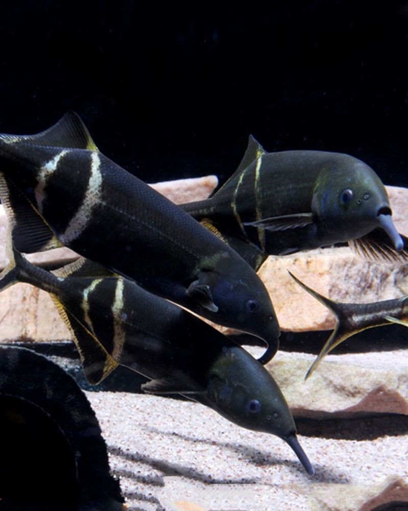 非洲象鼻魚(yú)的最佳飼養(yǎng)條件是什么，非洲象鼻魚(yú)的最佳飼養(yǎng)條件
