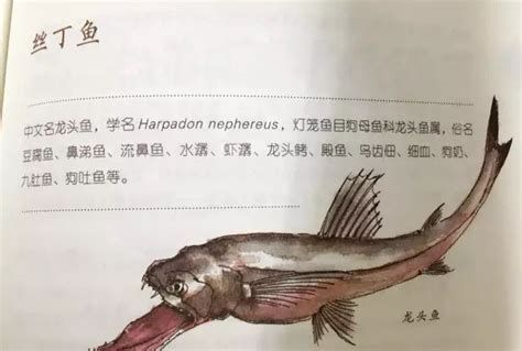 中國還有哪些瀕危的龍魚物種？，中國擁有多個瀕危的龍魚物種其中包括中華龍魚和黃尾龍魚