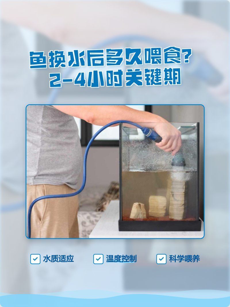 龍魚缸換水后需要多久喂食？，龍魚缸換水后多久喂食