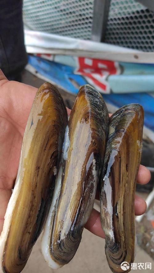 阜南龍魚的養殖技術有哪些？，關于阜南龍魚的養殖技術