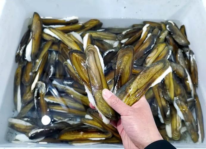 阜南龍魚的養殖技術有哪些？，關于阜南龍魚的養殖技術