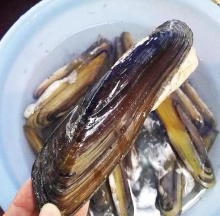 阜南龍魚的養殖技術有哪些？，關于阜南龍魚的養殖技術