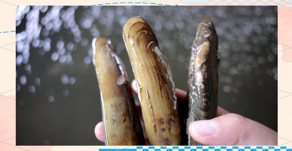 阜南龍魚的養殖技術有哪些？，關于阜南龍魚的養殖技術