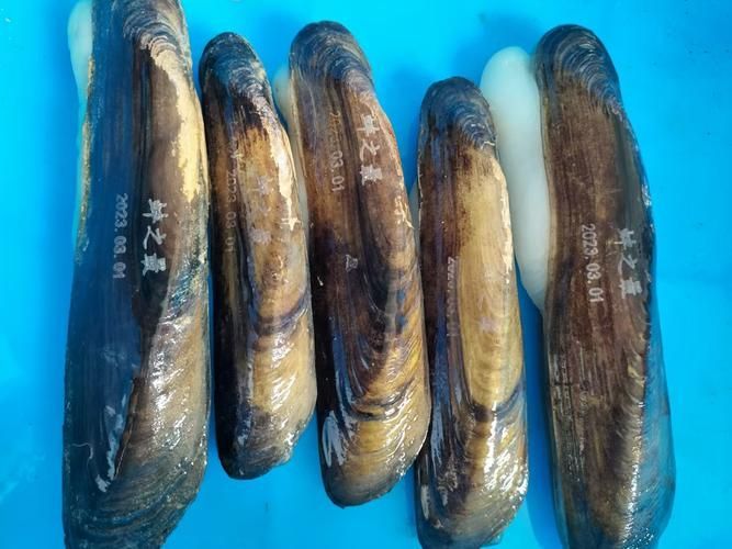 阜南龍魚的養殖技術有哪些？，關于阜南龍魚的養殖技術