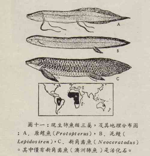 四爪恐龍魚的繁殖方法是什么？，四爪恐龍魚信息整理完成