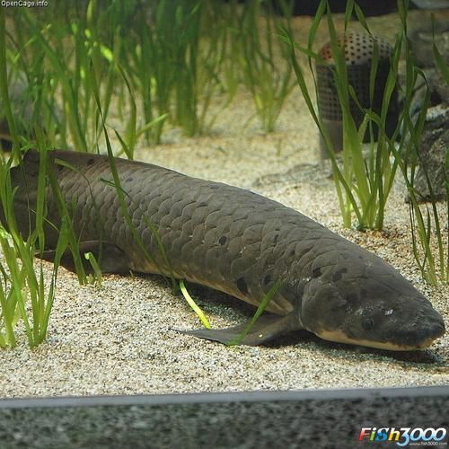 四爪恐龍魚的繁殖方法是什么？，四爪恐龍魚信息整理完成