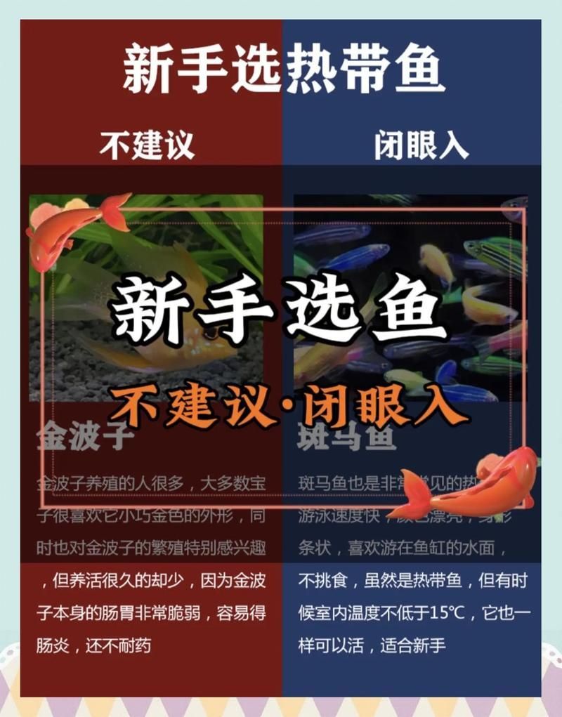 如何選擇適合新手的魚，新手如何選擇適合自己的魚