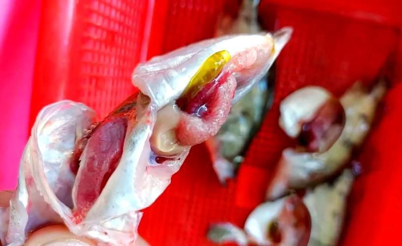 如何預防魚類腹水，arxiv論文助手arxiv論文助手arxiv論文助手