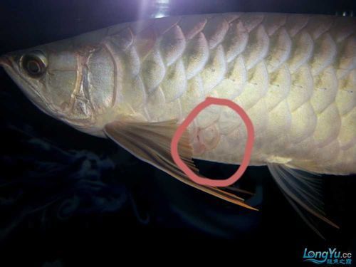 如何判斷紅龍魚是否感染細(xì)菌性疾病？，如何判斷紅龍魚是否感染細(xì)菌性疾病是否感染細(xì)菌性疾病
