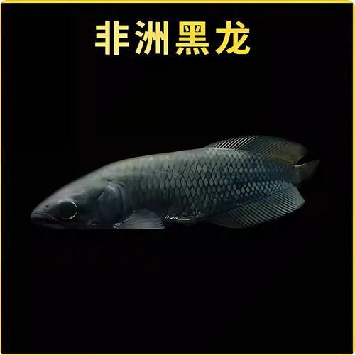 黑龍魚的價格是多少？，黑龍魚價格區間極大：黑龍魚價格區間極大，要不要我幫你整理一份