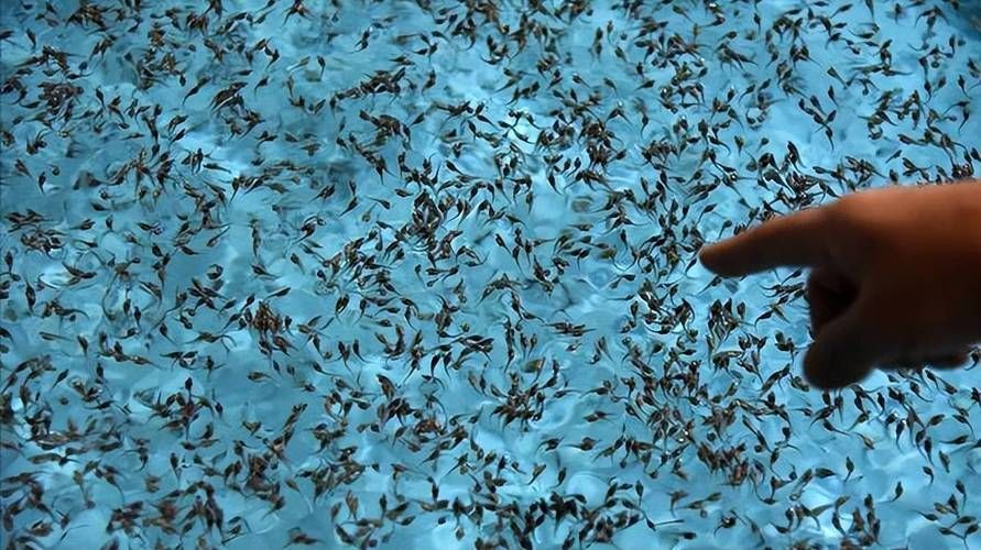 鱘龍魚的繁殖過程是怎樣的？，鱘龍魚的繁殖過程