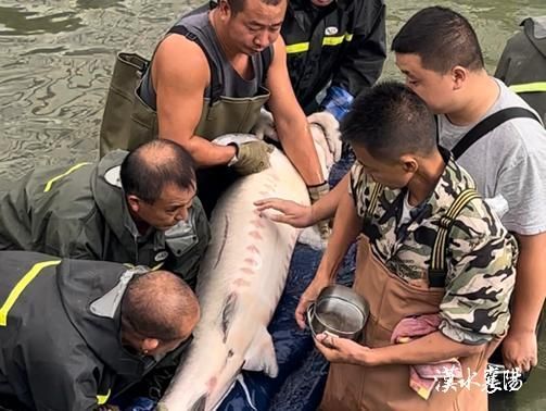 鱘龍魚的繁殖過程是怎樣的？，鱘龍魚的繁殖過程