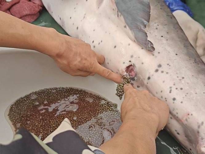 鱘龍魚的繁殖過程是怎樣的？，鱘龍魚的繁殖過程