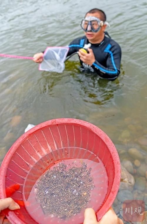 鱘龍魚的繁殖過程是怎樣的？，鱘龍魚的繁殖過程