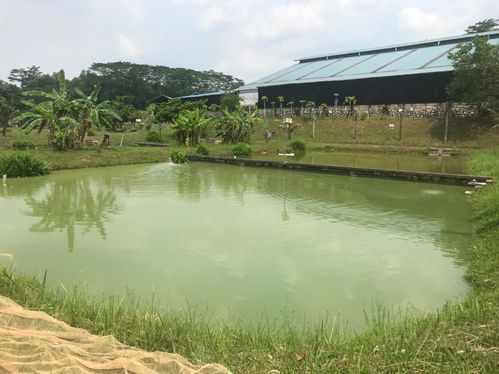 冠軍血統(tǒng)金龍魚有哪些著名漁場(chǎng),冠軍血統(tǒng)金龍魚的著名漁場(chǎng)