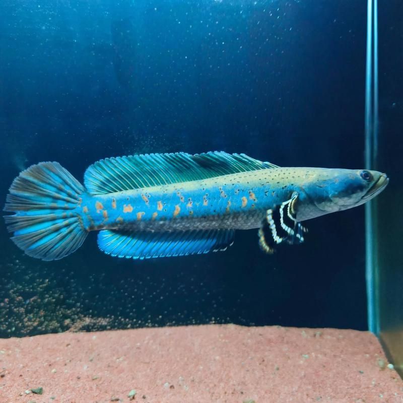 如何辨別野生雷龍魚的品種