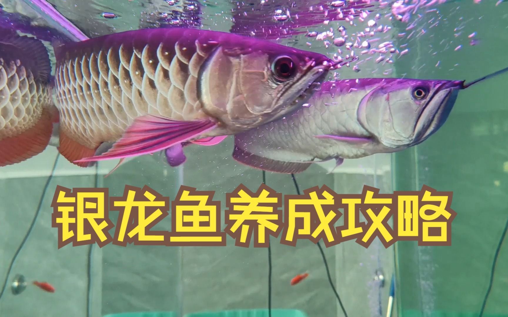 銀龍魚，銀龍魚怎么養養成攻略