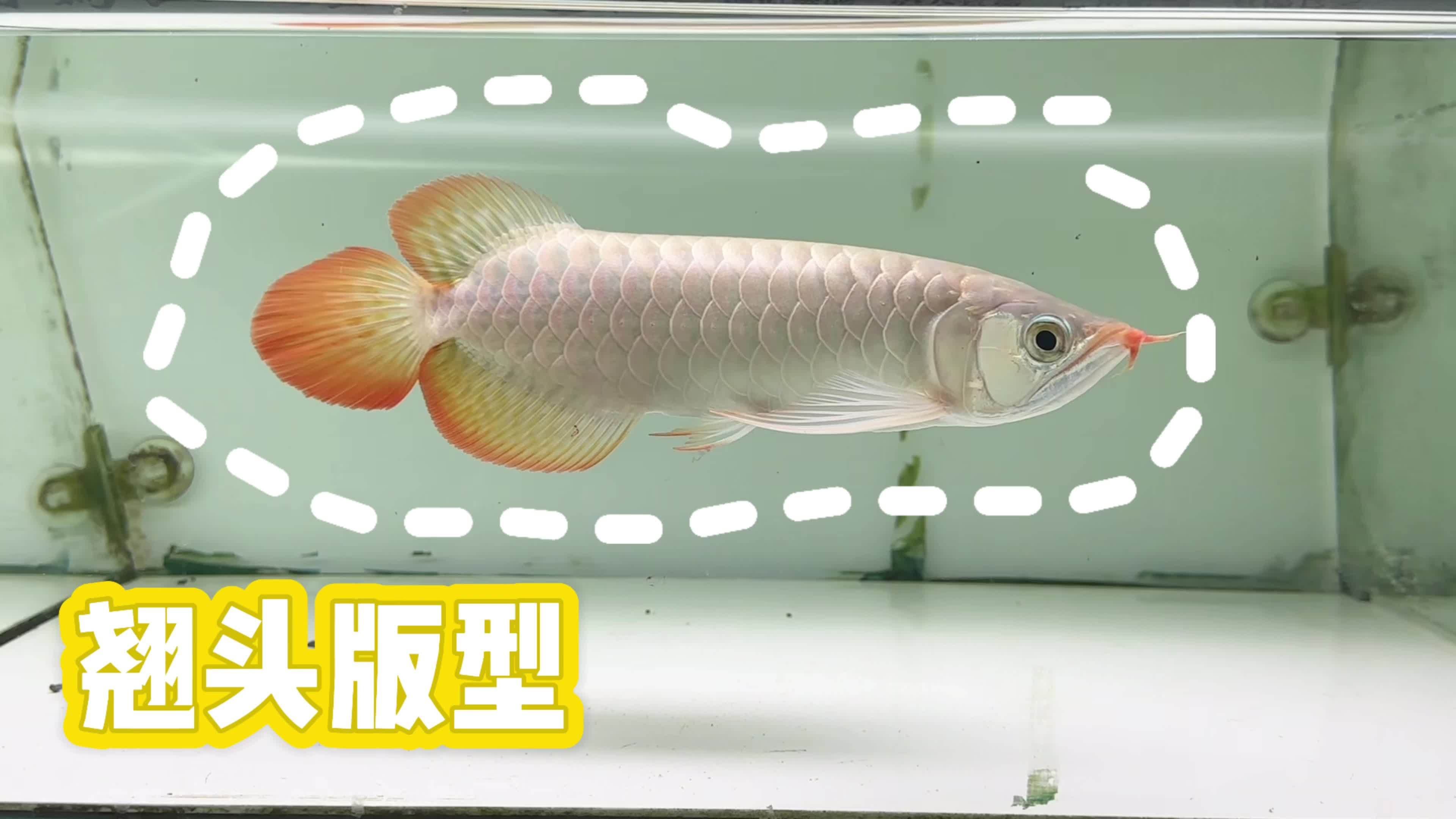 給我推薦一些翹頭型的龍魚，翹頭型龍魚有哪些品種？