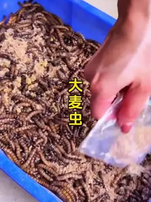 有哪些適合龍魚的餌料可以替代面包蟲？，如何選擇適合自己的龍魚餌料