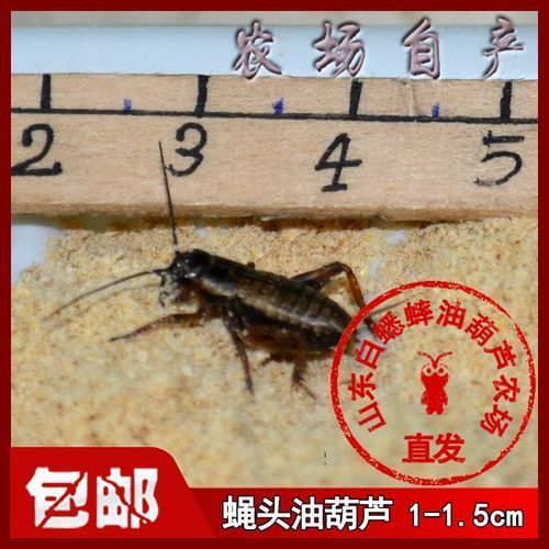 有哪些適合龍魚的餌料可以替代面包蟲？，如何選擇適合自己的龍魚餌料